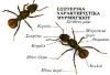 Μυρμήγκια Γενικά