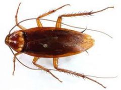 Αμερικάνικη Κατσαρίδα - American Cockroach (Periplaneta Americana)