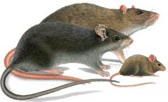Ποντίκια - Αρουραίοι Γενικά
